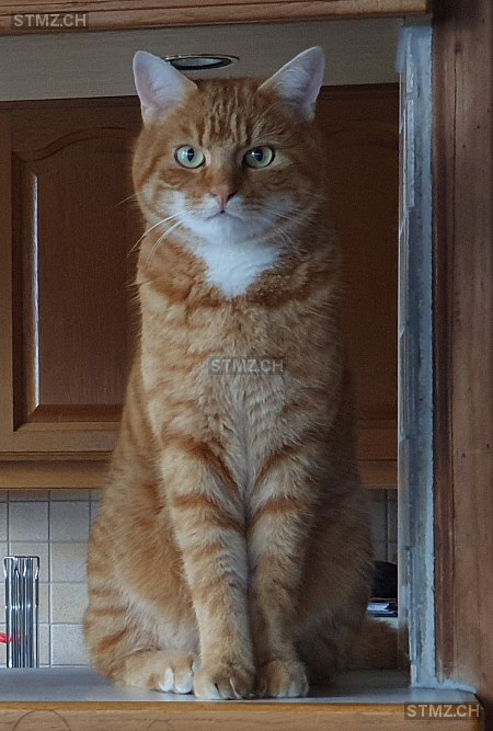 Giovanni — Hauskatze ♂, Vermisst seit 18.09.2025, Zollbrück (BE)