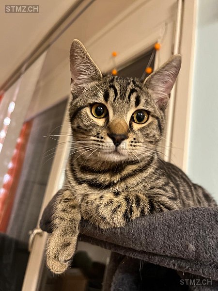 Arthur — Hauskatze ♂, Vermisst seit 14.09.2025, Lausanne (VD)