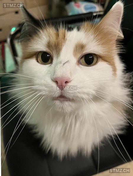 Nova — Hauskatze ♀, Vermisst seit 13.08.2025, Alchenflüh (BE)