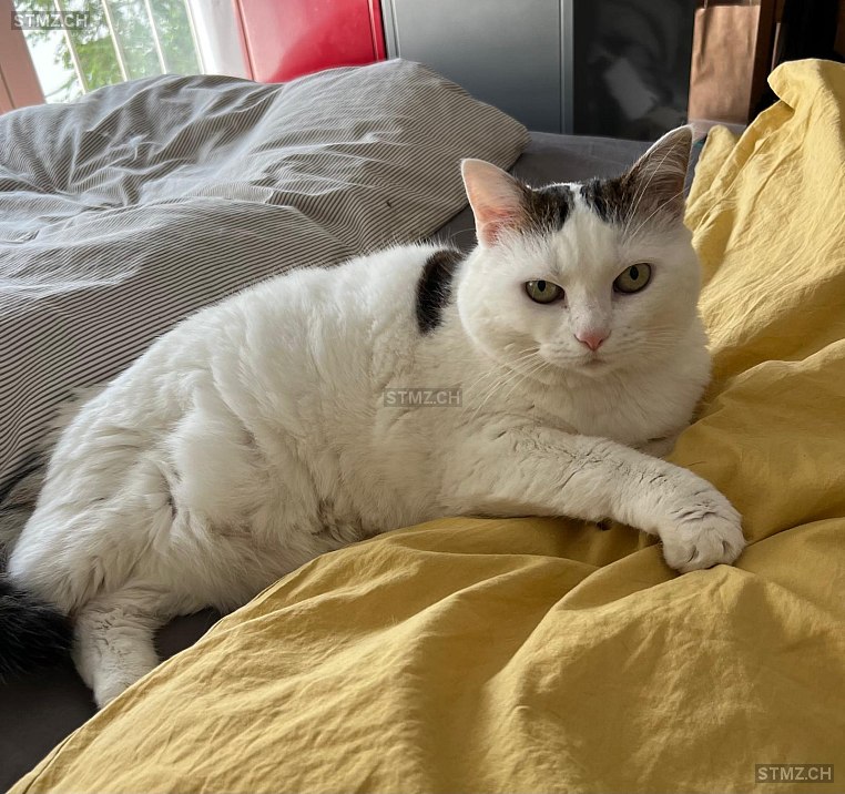 Cookie — Hauskatze ♀, Vermisst seit 16.08.2025, La Tour-de-Peilz (VD)