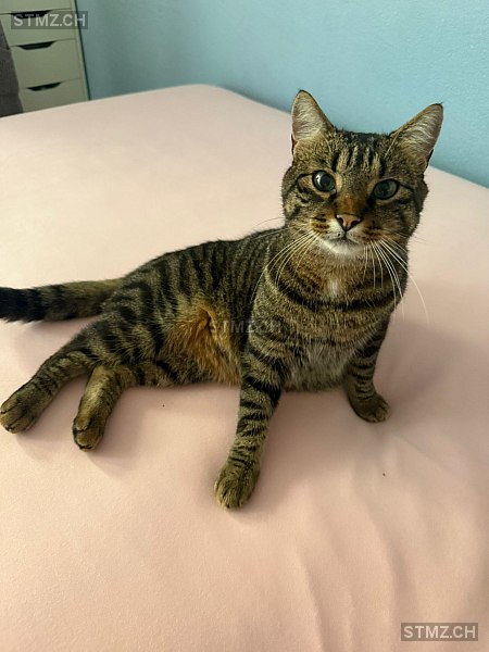 Felix — Hauskatze ♂, Vermisst seit 17.09.2025, Bremgarten AG (AG)