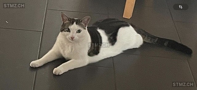 Mizi — Hauskatze ♀, Vermisst seit 13.09.2025, Birr (AG)