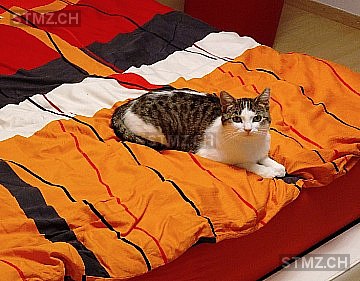 Thyra — Hauskatze ♀, Vermisst seit 21.09.2025, Zuzwil SG (SG)