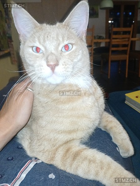 Vermisste Katzen #383436 — Hauskatze ♂, Vermisst seit ?, Rüti bei Riggisberg (BE)