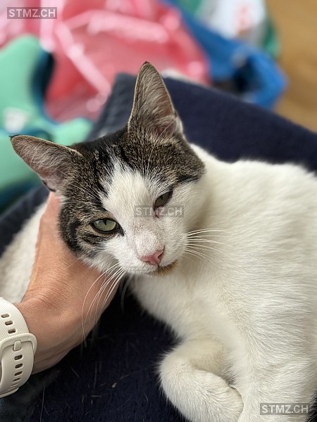 Luan — Hauskatze ♂, Vermisst seit 18.09.2025, Rorschacherberg (SG)