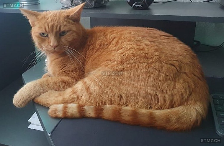 Leo — Hauskatze ♂, Vermisst seit 20.09.2025, Stettlen (BE)