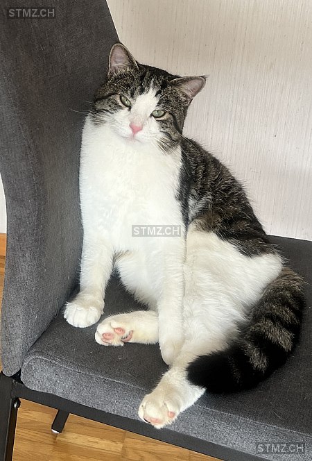 Paco — Hauskatze ♂, Vermisst seit 18.09.2025, Moosseedorf (BE)