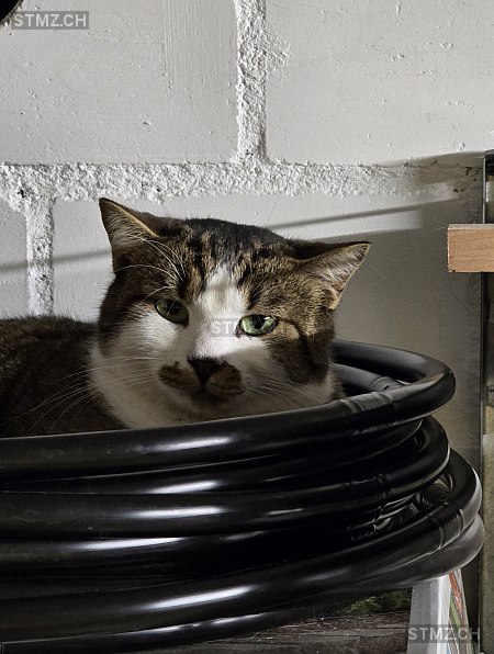 Thiko — Hauskatze ♂, Vermisst seit 01.09.2025, Mauensee (LU)