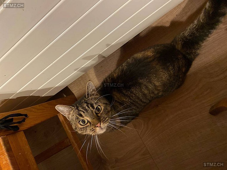 Vicky — Hauskatze ♀, Vermisst seit 19.09.2025, Adlikon bei Andelfingen (ZH)