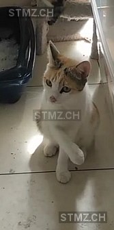Chipie — Hauskatze ♀, Vermisst seit 18.09.2025, Noiraigue (NE)