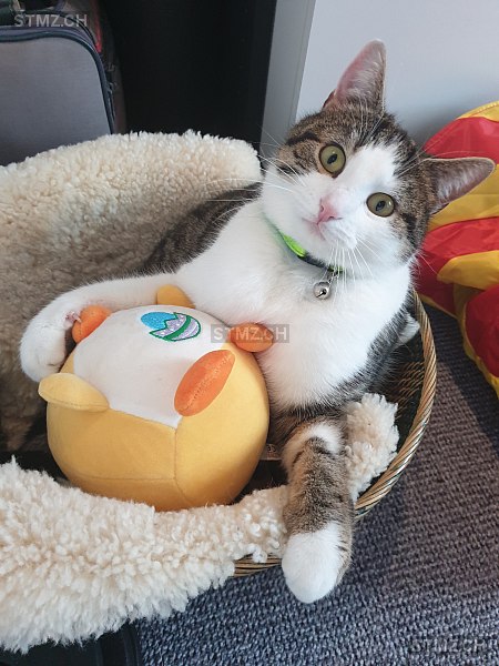 Yuna — Katze ♂, Vermisst seit 15.08.2025, Heiden (AR)