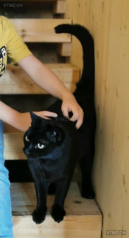 Sämi — Hauskatze ♂, Vermisst seit 05.09.2025, Wilchingen (SH)