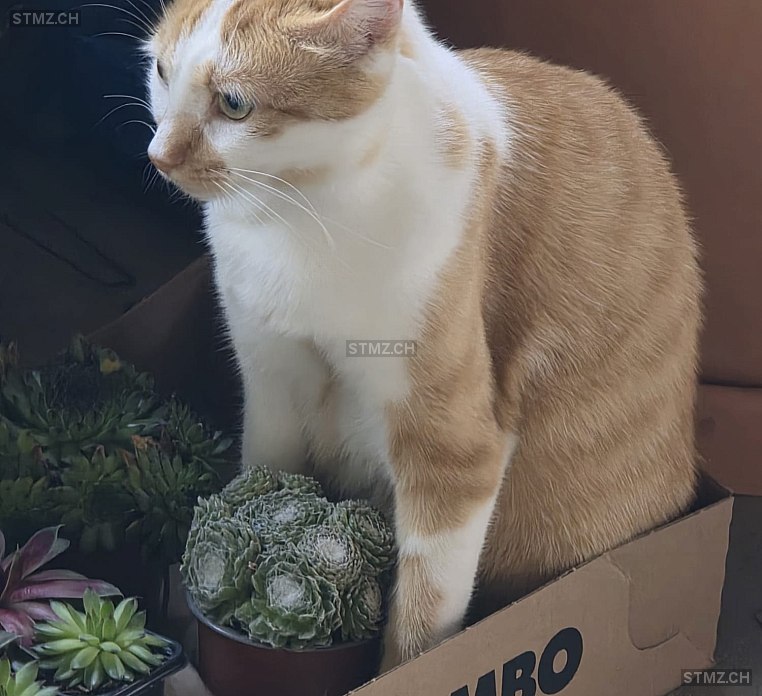 Orangino (OG) — Hauskatze ♂, Vermisst seit 20.09.2025, Oeschenbach (BE)