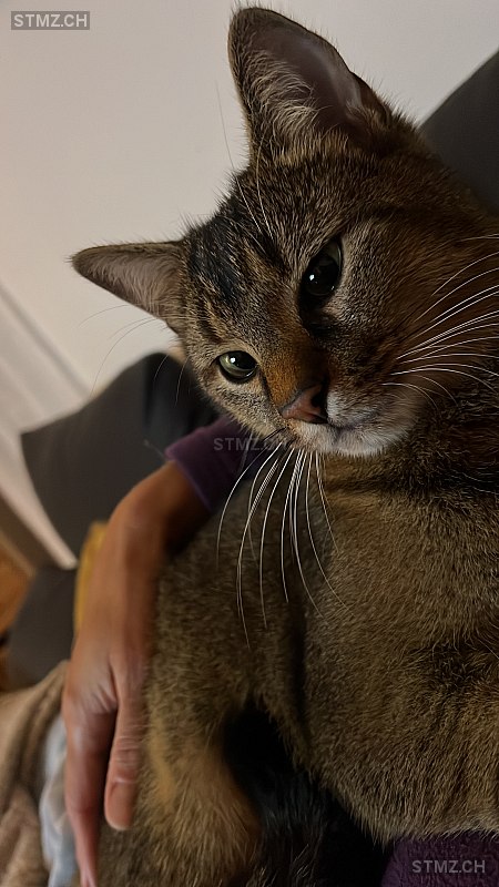 Indy — Hauskatze ♂, Vermisst seit 24.09.2025, Neuchâtel (NE)