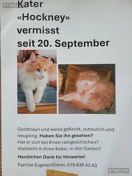 Hockney — Norwegische Waldkatze ♂, Vermisst seit 20.09.2025, Basel (BS)