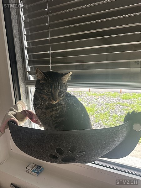 Bounty — Hauskatze ♂, Vermisst seit 25.09.2025, Matzingen (TG)