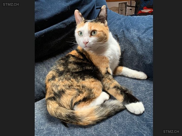 Cooky — Hauskatze ♀, Vermisst seit 24.09.2025, La Croix-de-Rozon (GE)