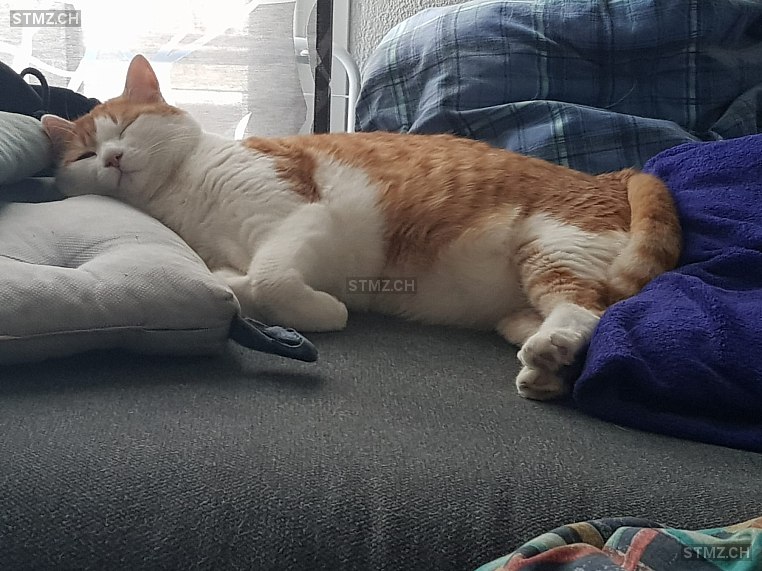 Dori — Hauskatze ♀, Vermisst seit 26.09.2025, Nebikon (LU)