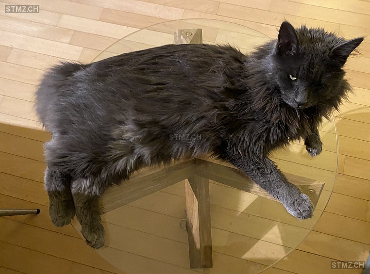 Gringo — Maine Coon ♂, Vermisst seit 28.09.2025, Ostermundigen (BE)