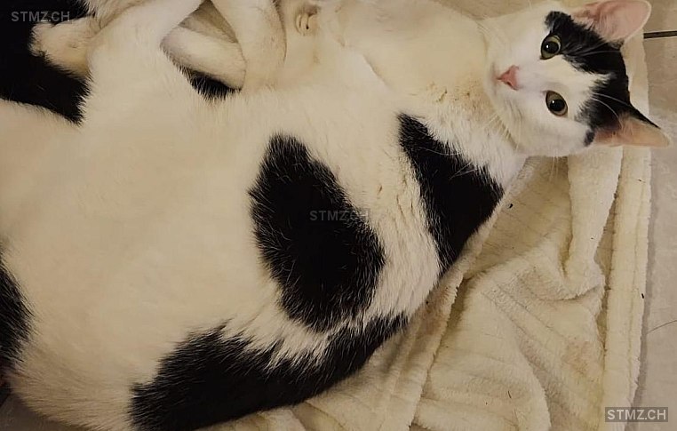 Zazu — Hauskatze ♂, Vermisst seit 23.05.2025, Härkingen (SO)