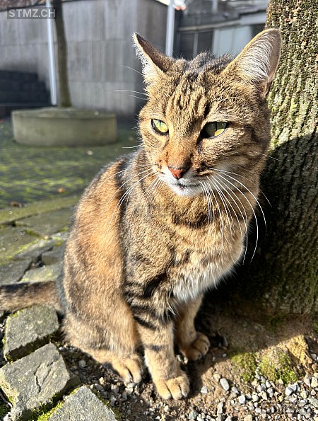 Sämi — Hauskatze ♂, Vermisst seit 22.09.2025, Luzern (LU)