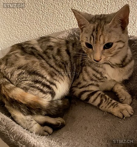 Quinn — Bengalen ♀, Vermisst seit 01.07.2025, Ostermundigen (BE)