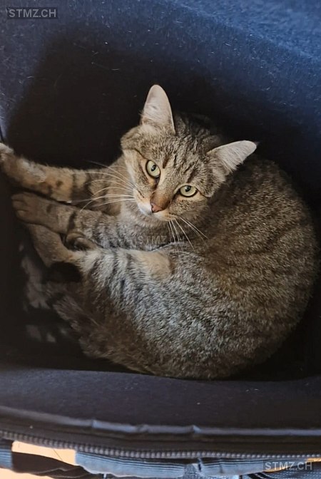 Macaron — Hauskatze ♂, Vermisst seit 23.09.2025, Fribourg (FR)