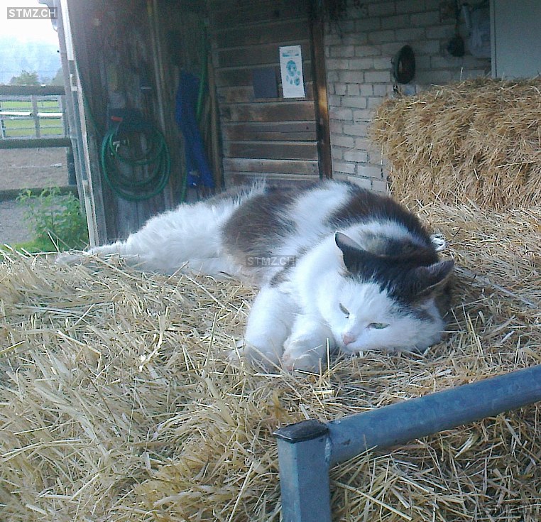Miki — Hauskatze ♂, Vermisst seit 08.09.2025, Altdorf UR (UR)