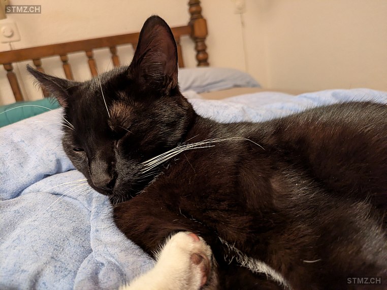 Cailo — Hauskatze ♂, Vermisst seit 25.09.2025, Syens (VD)