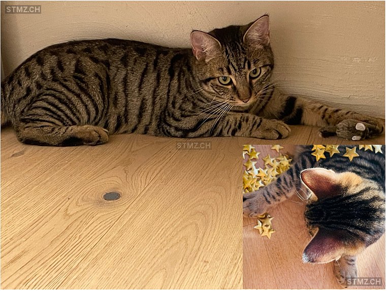 Flynn (Flynnson) — Hauskatze ♂, Vermisst seit 04.06.2025, Steffisburg (BE)