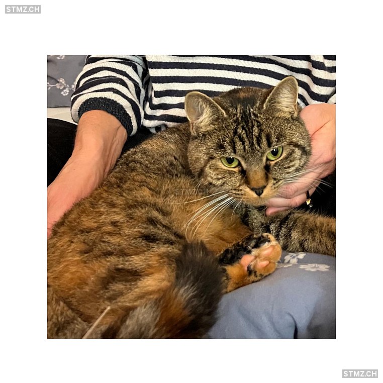 Lua — Hauskatze ♀, Vermisst seit 29.09.2025, Kandersteg (BE)