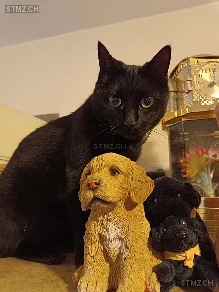 Lucie — Hauskatze ♀, Vermisst seit 27.09.2025, Belpberg (BE)