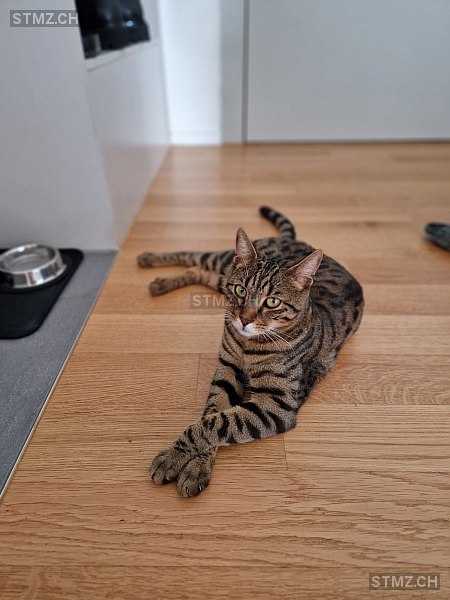 Vitali — Hauskatze ♂, Vermisst seit 01.10.2025, Aarau (AG)