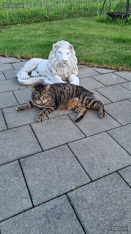 Speedy — Hauskatze ♂, Vermisst seit 27.09.2025, Wichtrach (BE)