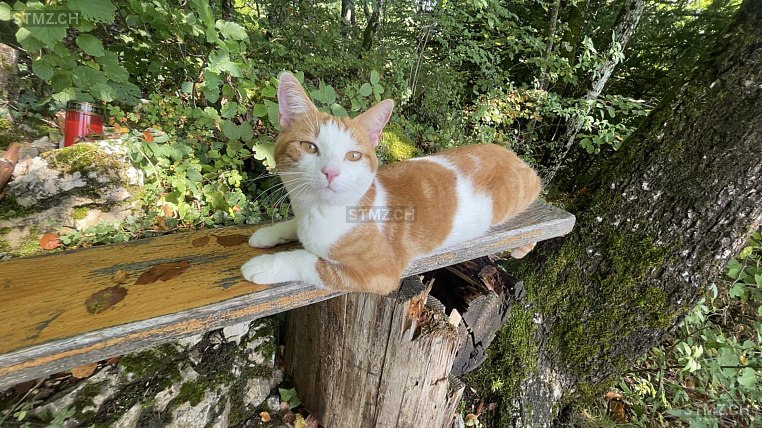 Chili — Hauskatze ♂, Vermisst seit 18.09.2025, Günsberg (SO)