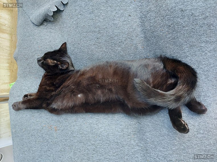 Yoru — Hauskatze ♂, Vermisst seit 30.09.2025, Gibswil-Ried (ZH)