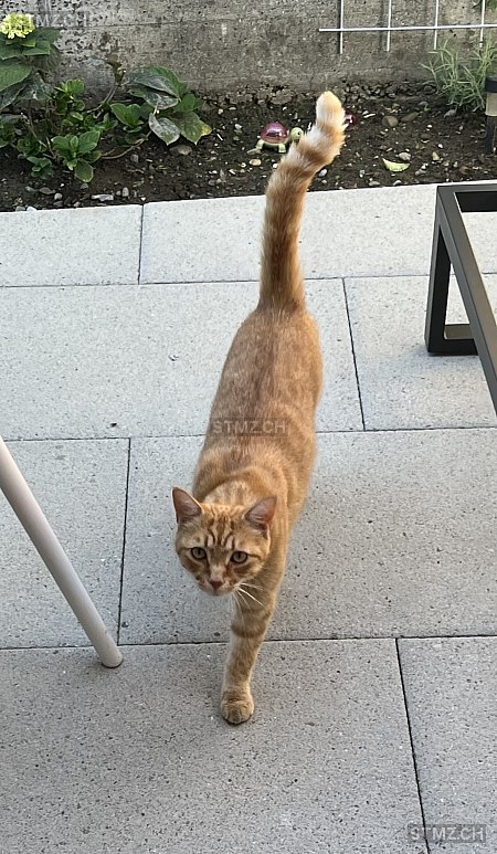 Charly — Hauskatze ♂, Vermisst seit 19.09.2025, Worb (BE)