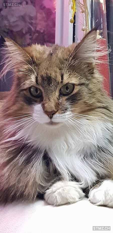 Farus Lady rufname Freya — Norwegische Waldkatze ♀, Vermisst seit 19.09.2025, Gordola (TI)