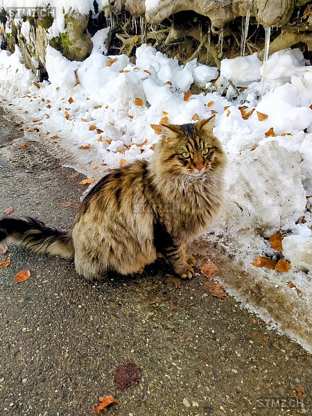 Sheldon — Hauskatze ♂, Vermisst seit 12.09.2025, Bösingen (FR)
