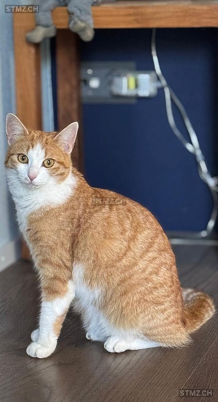 Ginny — Hauskatze ♀, Vermisst seit 01.10.2025, Obfelden (ZH)