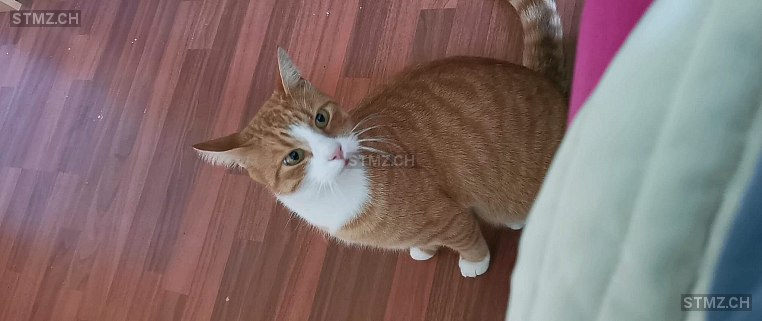 Milo — Katze ♂, Vermisst seit 03.10.2025, Winterthur (ZH)