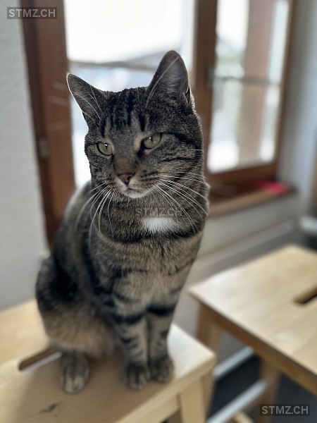 Luna — Hauskatze ♀, Vermisst seit 03.08.2025, Neuwilen (TG)