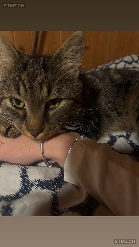 Groot — Exotisch Kurzhaar ♂, Vermisst seit 25.08.2025, Tartar (GR)