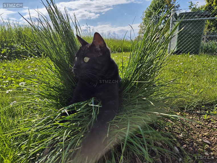 Peppino/pino — Hauskatze ♂, Vermisst seit 01.10.2025, Amriswil (TG)