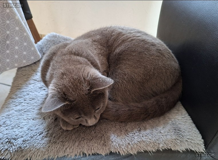 Xeno — Kartäuser ♂, Vermisst seit 27.09.2025, Pratteln (BL)