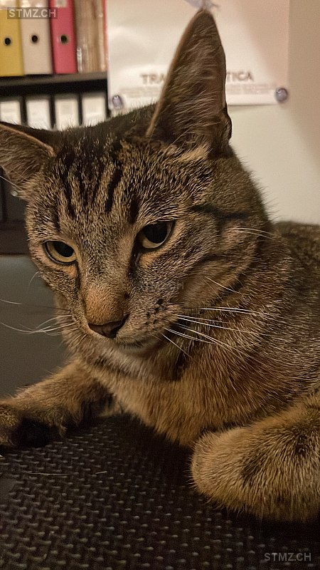 Baghira — Hauskatze ♂, Vermisst seit 01.10.2025, Grindelwald (BE)