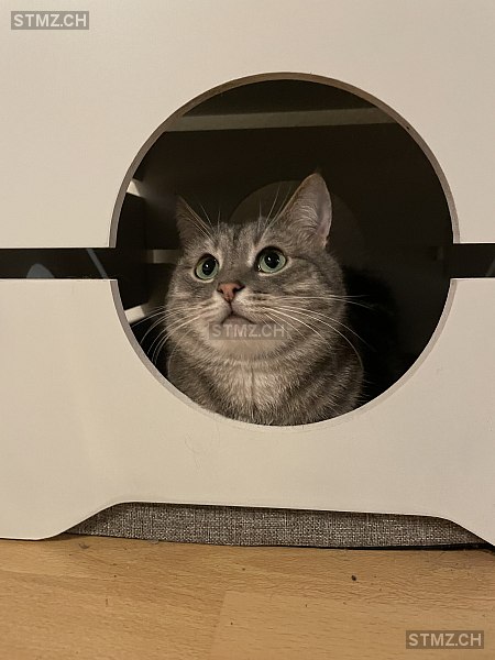 Guapo — Hauskatze ♂, Vermisst seit 04.10.2025, Rickenbach ZH (ZH)