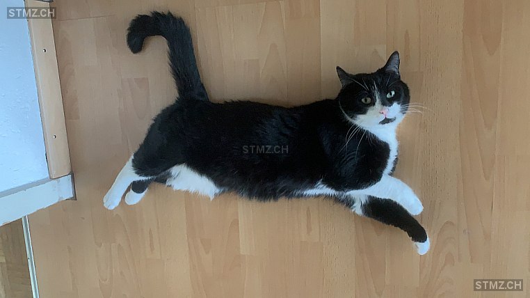 Lio — Hauskatze ♂, Vermisst seit 23.02.2023, Urdorf (ZH)