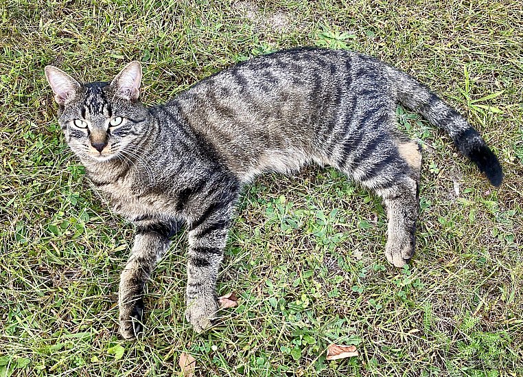 Lenny — Hauskatze ♂, Vermisst seit 02.10.2025, Neuhausen am Rheinfall (SH)