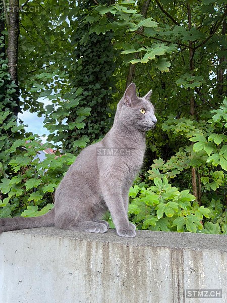 Pompidou — Katze ♂, Vermisst seit 28.09.2025, Bern (BE)